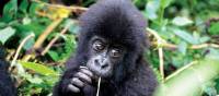Cute face of an infant mountain gorilla in Rwanda | Gesine Cheung