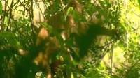 Take a wildlife safari into the Chitwan National Park and experience the tropical diversity of Nepal