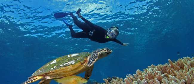 Close encounter with a Hawksbill Turtle in Palau