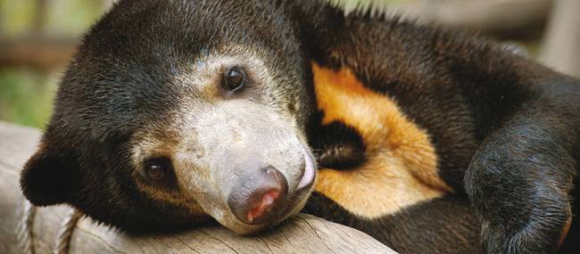 Join a Free the Bears trip to help little guys like this one